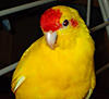     
: kakarik2.jpg
: 21
:	44.7 
ID:	11199