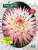     
: 5080 Dahlia Cactus Hayley Jane.jpg
: 4
:	19.7 
ID:	11334