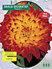     
: 5260 Dahlia Decoratief Proycon.jpg
: 5
:	56.6 
ID:	11339