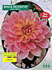     
: 5230 Dahlia Decoratief Gerry Hoek.jpg
: 2
:	54.2 
ID:	11418