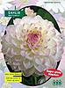     
: 5000 Dahlia Ball Eveline.jpg
: 3
:	66.0 
ID:	11419