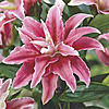     
: 63440 lilium spring pink.jpg
: 0
:	20.7 
ID:	11619