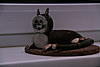     
: 0_63bb5_ce3545ae_XXXL.jpg
: 41
:	89.7 
ID:	11806