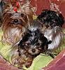     
: 37a06e4a72d6cb27621f1ed829bbee81_XL.jpg
: 64
:	96.3 
ID:	13849
