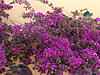     
: DSC01770.jpg
: 6
:	102.5 
ID:	1512