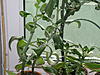     
: IMG_2118.jpg
: 14
:	94.8 
ID:	1552