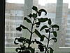     
: IMG_2116.jpg
: 14
:	87.7 
ID:	1553