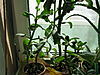     
: IMG_2111.jpg
: 15
:	96.9 
ID:	1554