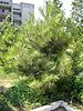     
: 0_2ebc0_a33128c8_L.jpg
: 14
:	95.9 
ID:	23030