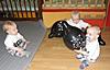     
: IMG_3600.JPG
: 120
:	34.6 
ID:	24872