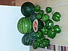     
: 20130914_211416.jpg
: 125
:	88.5 
ID:	25566
