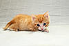     
: IMG_2050.jpg
: 68
:	267.9 
ID:	30167