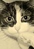     
: Коты - 3.jpg
: 29
:	269.0 
ID:	33593