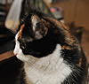     
: BCC_9909 - 2.jpg
: 19
:	1.99 
ID:	33596