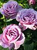    
: lavender-ays.jpg
: 3
:	26.1 
ID:	36907