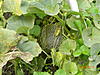     
: DSCN0745.jpg
: 47
:	99.0 
ID:	5273