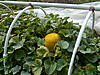     
: DSCN0742.jpg
: 79
:	100.2 
ID:	5275