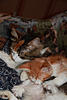     
: IMG_2558.jpg
: 20
:	91.7 
ID:	9267
