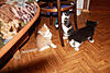     
: IMG_2333.jpg
: 21
:	99.5 
ID:	9269