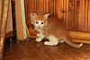     
: IMG_0237.jpg
: 24
:	94.8 
ID:	9270